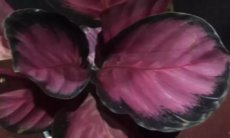 La Calathea Pink Star: Un Toque de Elegancia Tropical en su Hogar