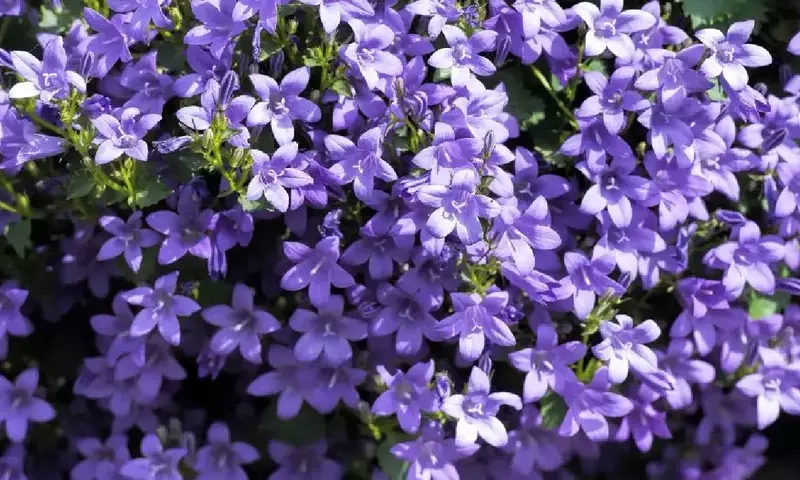 Guía Completa para el Cuidado de la Campanula: Flores con Forma de Campana que Embellecen tu Jardín