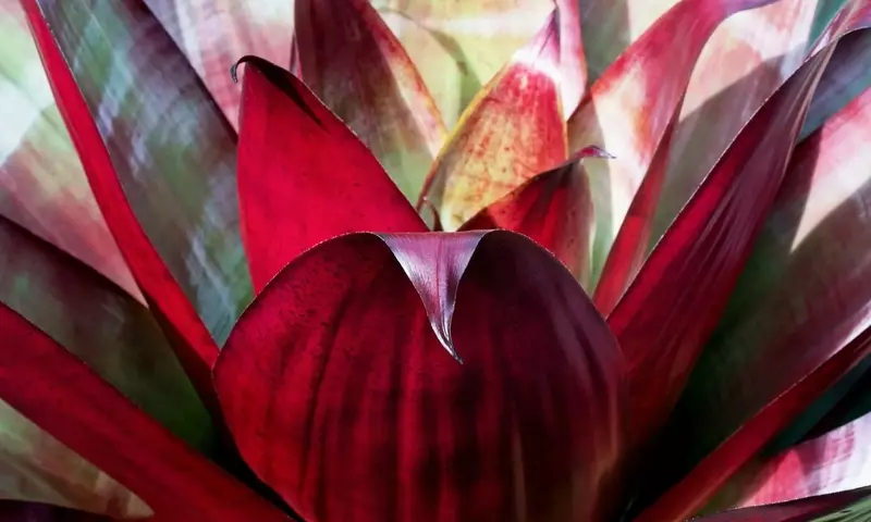 Guía Completa para el Cuidado de Bromelias: Interior y Exterior