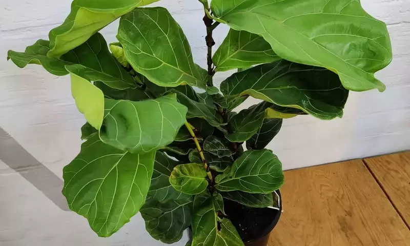 Descifrando las Hojas Marrones de tu Ficus Lyrata: Guía de Cuidados y Soluciones