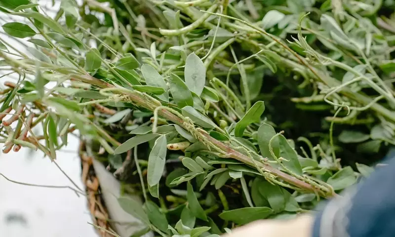 Crea Tu Propio Edén Aromático: Una Guía Esencial para Jardines Exteriores