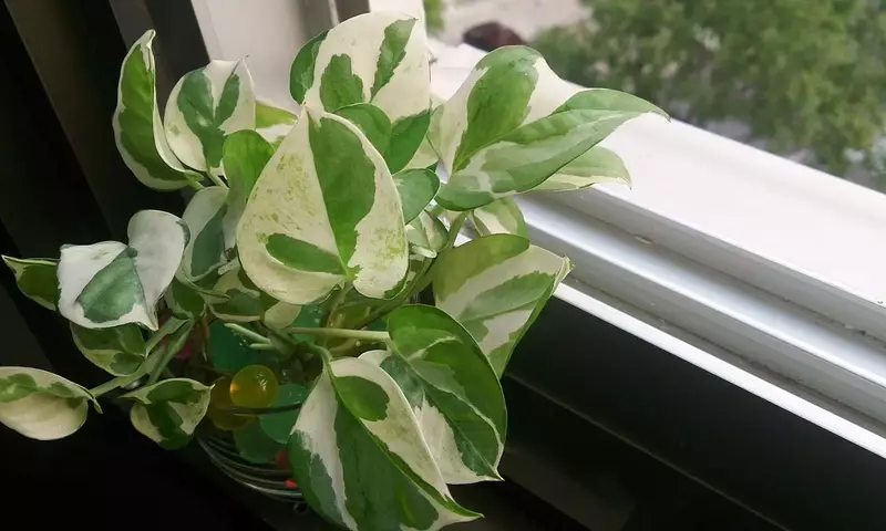 Guía Completa para Revitalizar tu Potos con Exceso de Riego