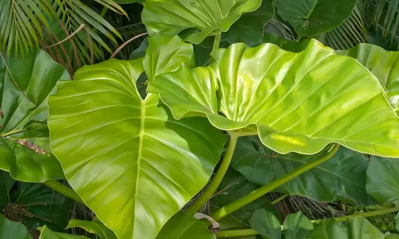 Alocasia: Guía Definitiva para el Cultivo Exitoso de la Planta Oreja de Elefante