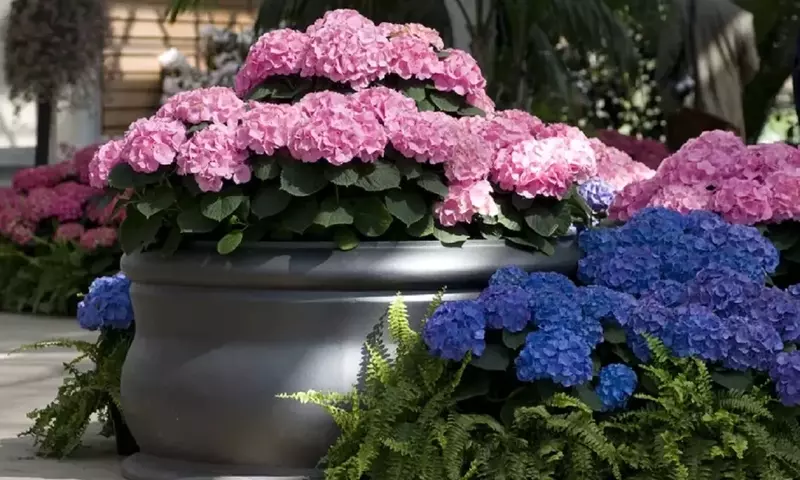 Guía Definitiva para el Cuidado de Hortensias en Maceta: Flores Radiantes en Tu Hogar