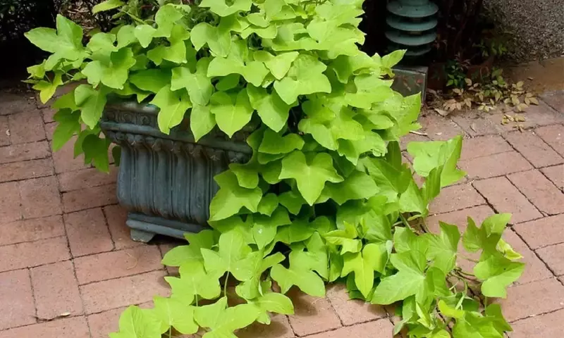 Cultivo de Boniato en Agua: Guía Completa para un Jardín Casero Exitoso