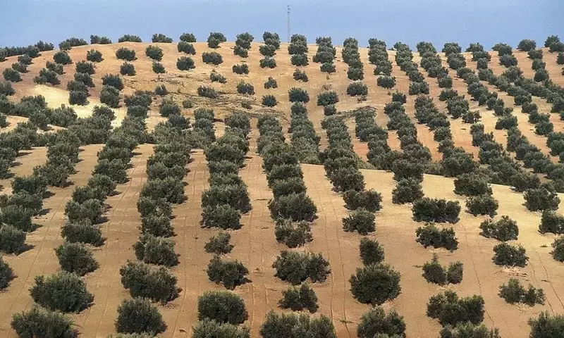 Revolución Agrícola: El Olivar en Seto como Modelo de Eficiencia y Sostenibilidad