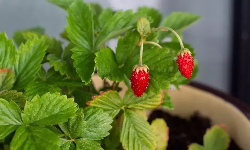 Cultivo de Fresas en Maceta: Guía Esencial para el Éxito