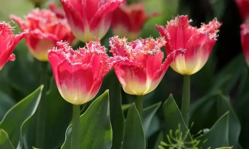 Tulipán 'Fancy Frills': Elegancia Fruncida en tu Jardín