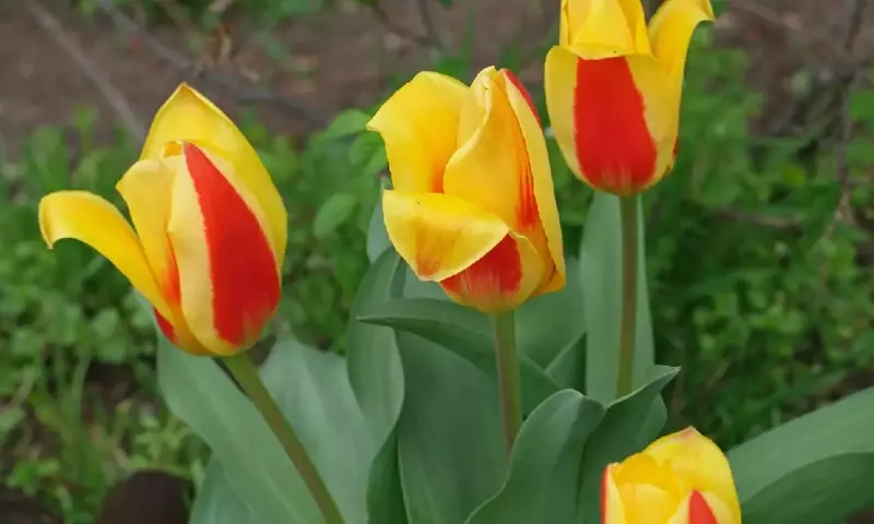Tulipán Kaufmanniana: La Joya Acuática de tu Jardín