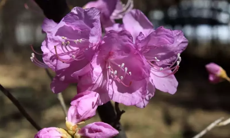 Guía Completa para Multiplicar Azaleas: Semillas, Esquejes y Cuidados Esenciales
