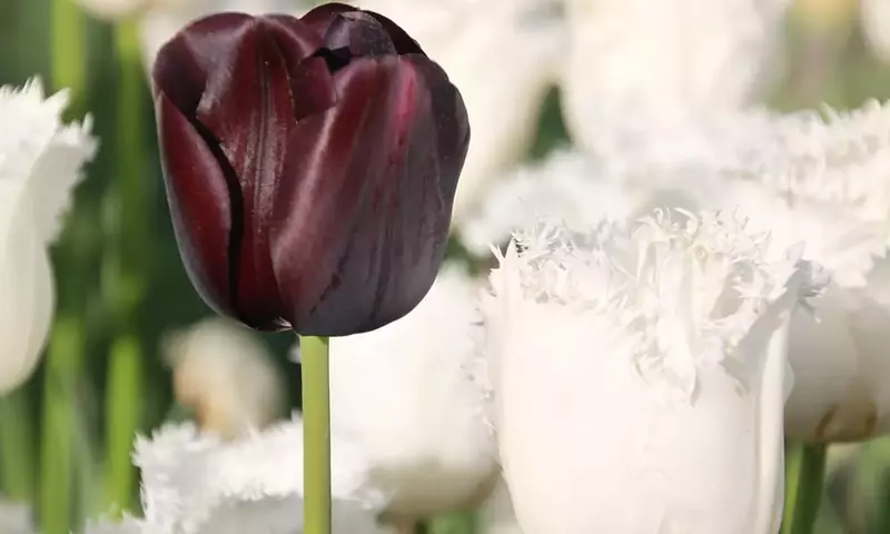 La Majestuosidad Oscura: Descubriendo el Tulipán 'Reina de la Noche'