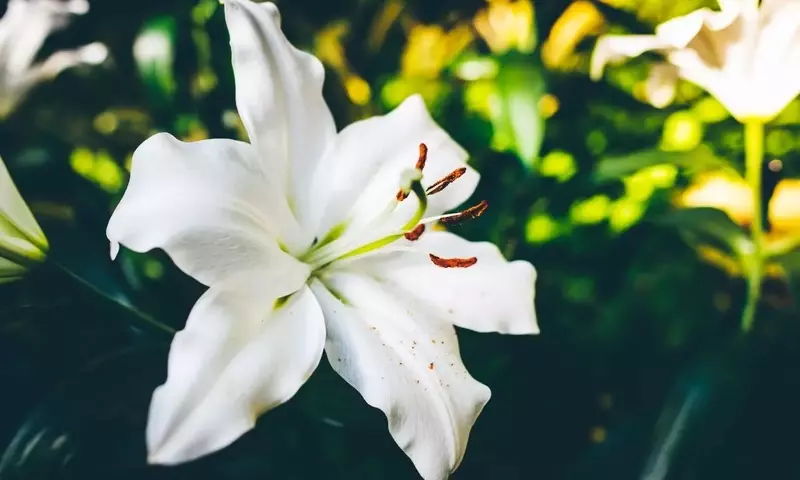 La Majestuosidad del Lirio Blanco: Cultivo, Simbolismo y Aplicaciones