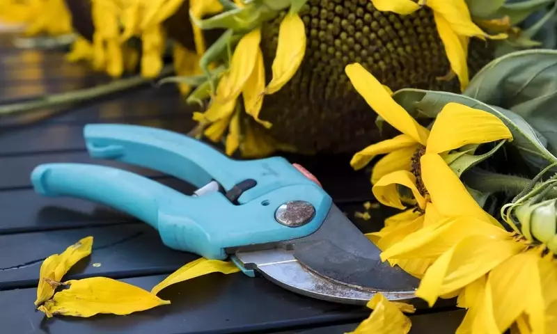 Guía Completa para la Poda de Azaleas