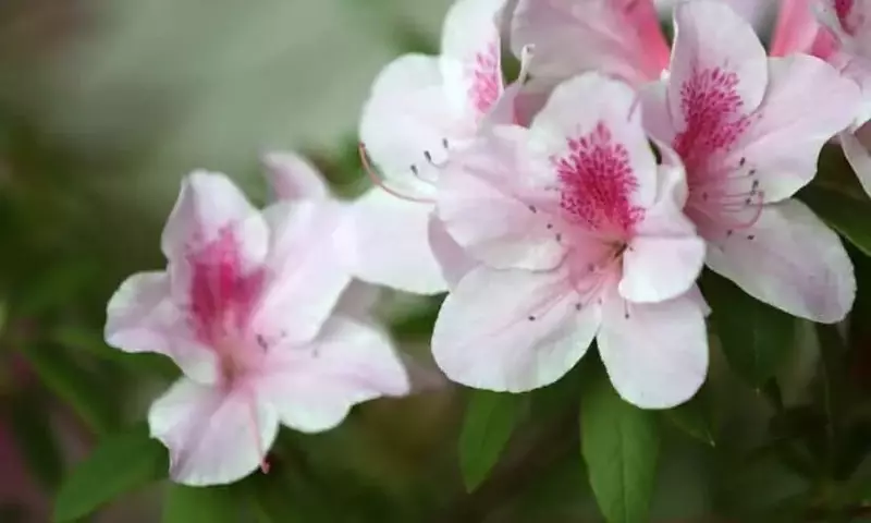 La Azalea: Una Joya Floral para su Jardín