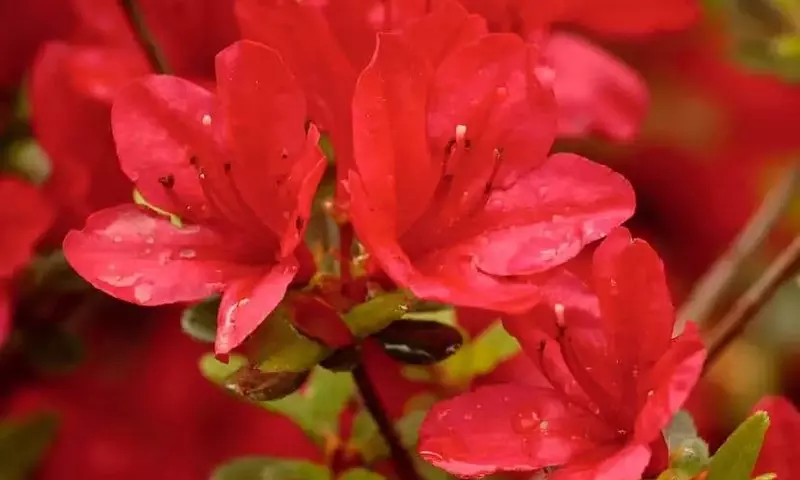 El Arte de Cultivar Azaleas: Guía Completa para un Jardín Vibrante