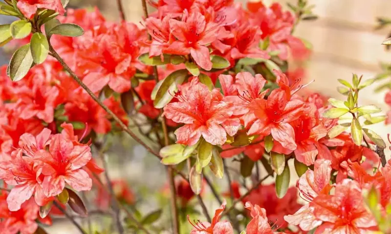 Descubriendo la Diversidad Floral de las Azaleas: Un Mundo de Colores y Formas