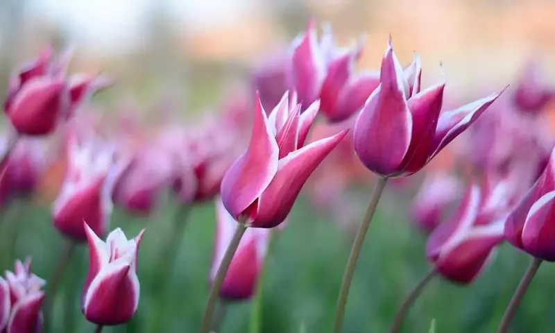 Tulipán China Pink: Elegancia Rosada en Tu Jardín