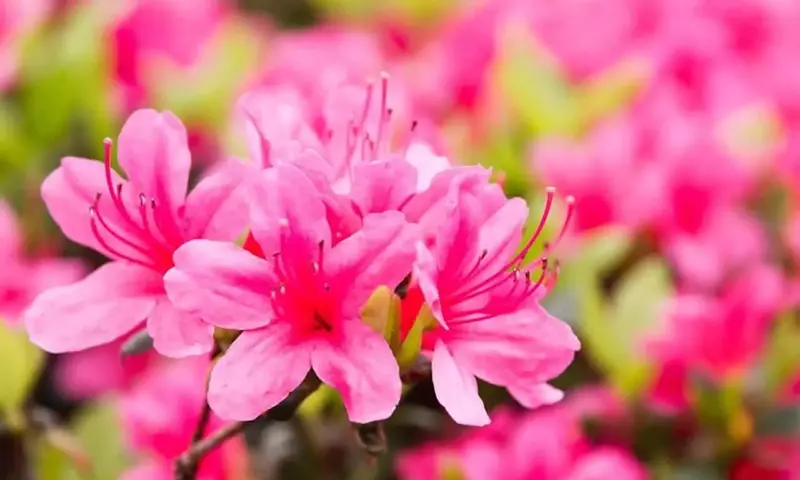 Guía Completa para el Cultivo Exitoso de Azaleas en Macetas: Belleza Floral en Cualquier Espacio
