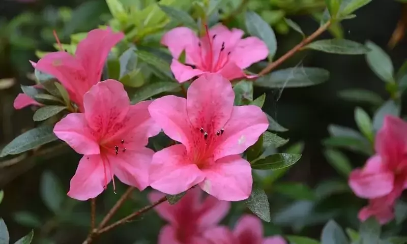La Azalea: Guía Completa para su Cultivo Exitoso