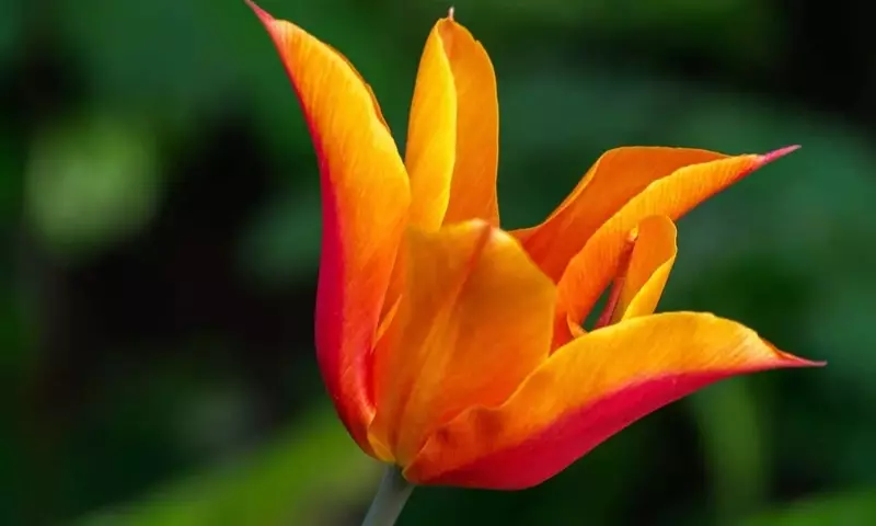 Tulipán 'Ballerina': Una Joya Naranja para tu Jardín