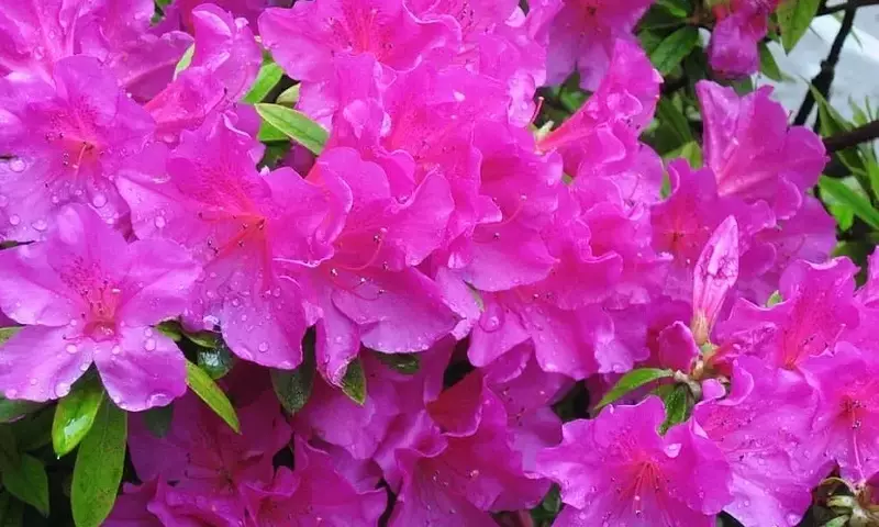 Descubriendo la Azalea Japónica: Una Joya Botánica de Exquisita Belleza y Resistencia