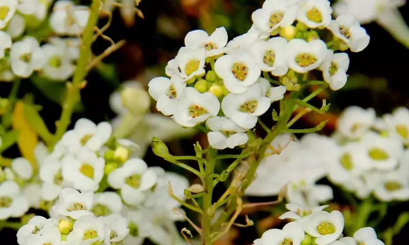 Lobularia maritima: La Joya Versátil del Mediterráneo