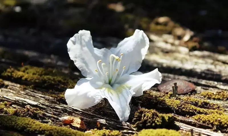 Azaleas: El Encanto Floral de la Sombra en tu Jardín