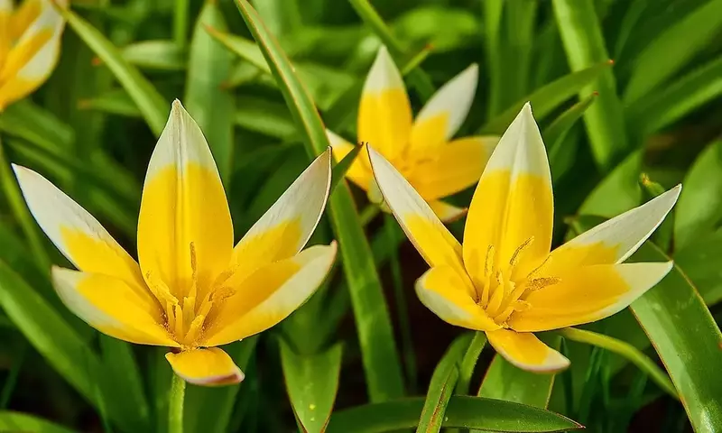 Tulipán Tarda: El Vigor Amarillo que Ilumina su Jardín