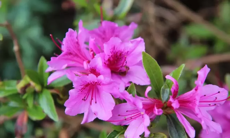 La Azalea: Claves para su Ubicación Ideal y Cuidado Óptimo