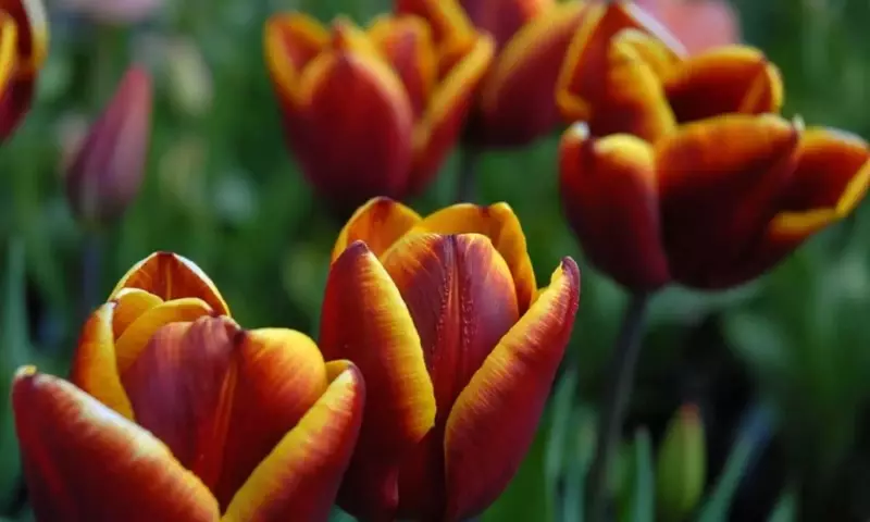 El Enigmático Tulipán Abu Hassan: Una Llama Viva en Tu Jardín