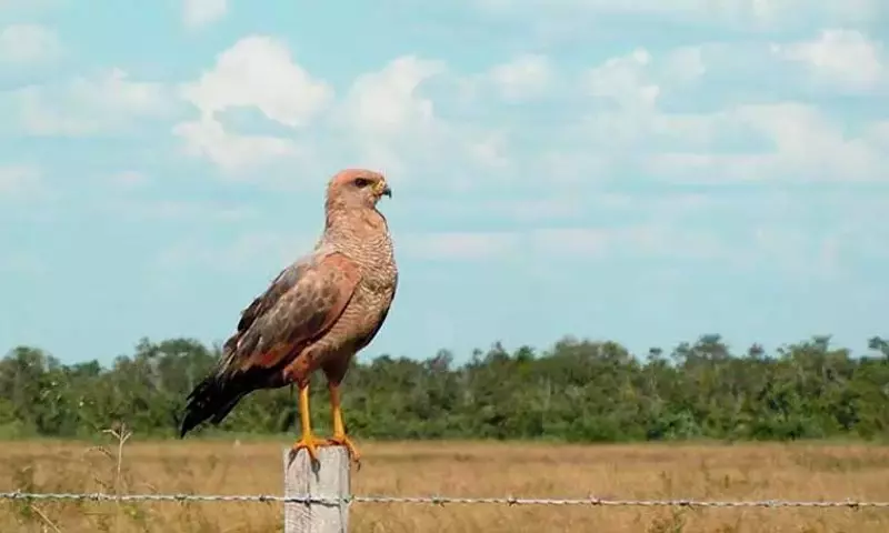 La Deforestación Tropical en Colombia Causa un Impacto Subestimado en la Biodiversidad Aviar, Revela un Estudio Pionero