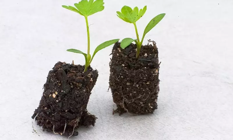 El Arte del Trasplante: Cuándo y Por Qué Mover Tus Plantas de Exterior