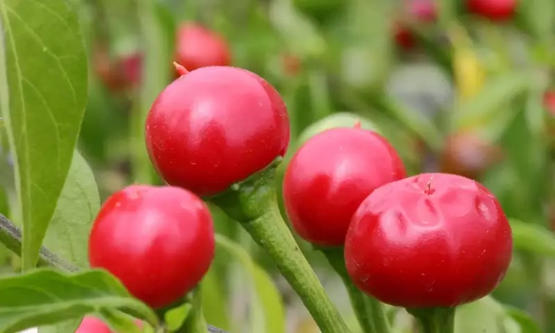 Cultivo de Chile Cherry Bomb: Guía Detallada para el Hogar