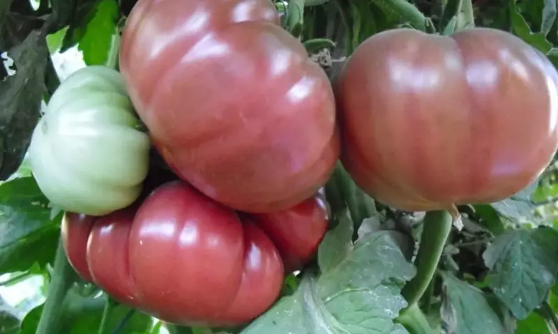 Descubriendo el Tomate Tres Cantos: Una Joya Española en tu Huerto