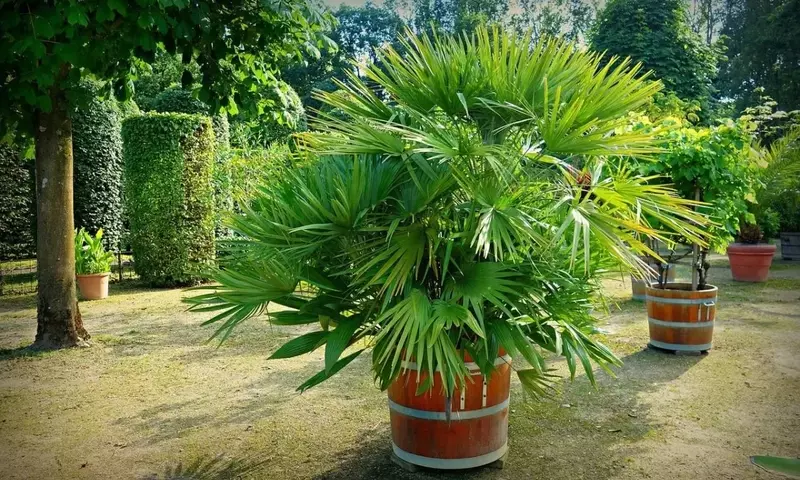 Cultivo Exitoso de Palmeras en Macetas: Guía Completa de Cuidados y Especies Recomendadas