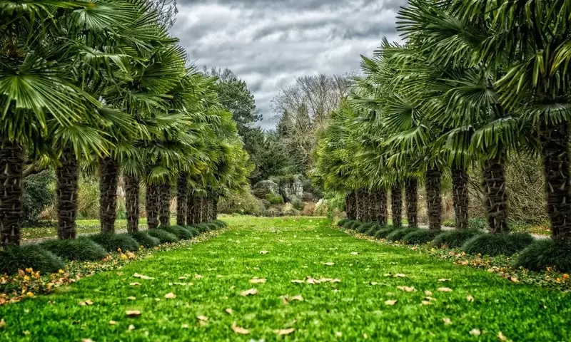 Guía Definitiva para Seleccionar y Cuidar Palmeras Naturales de Exterior