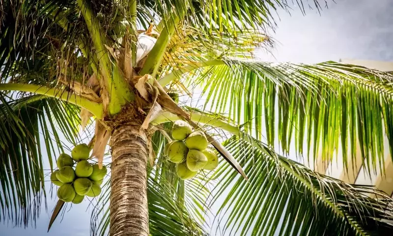 Guía Definitiva para la Poda de Palmeras: Selección y Uso de Herramientas Esenciales