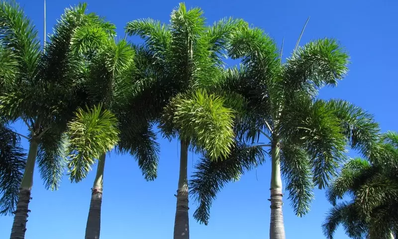 Descubriendo la Palmera Cola de Zorro: Elegancia y Cuidado Tropical