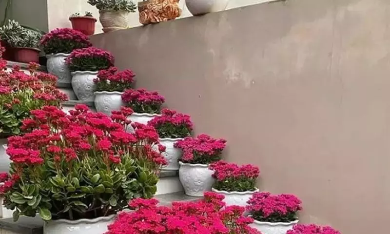 Explosión Escarlata: Flores Rojas para Revitalizar tu Jardín Primaveral