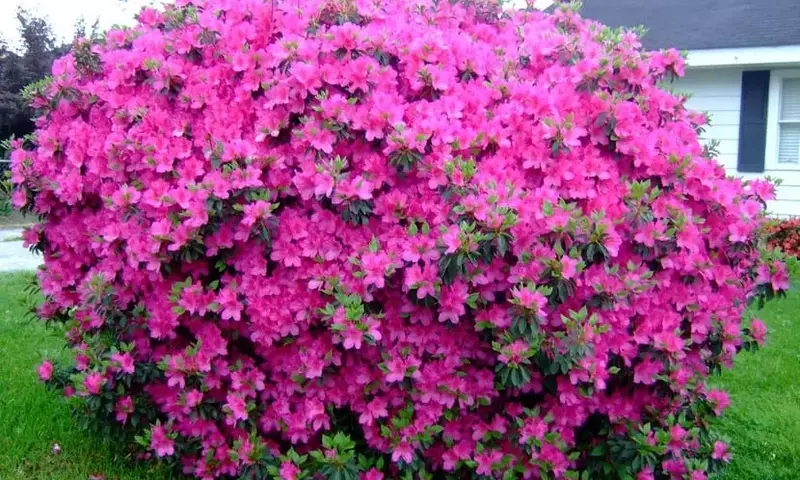 Azaleas: Flores Vibrantes y su Cultivo Exitoso