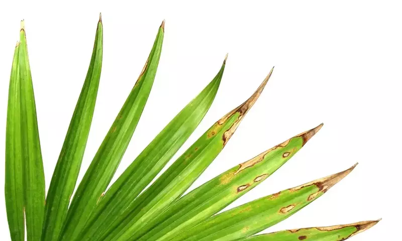 Las Palmeras: Un Análisis Profundo de las Puntas Secas y Estrategias de Mantenimiento