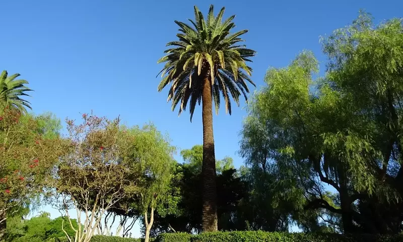 Las Palmeras Más Populares Cultivadas en España