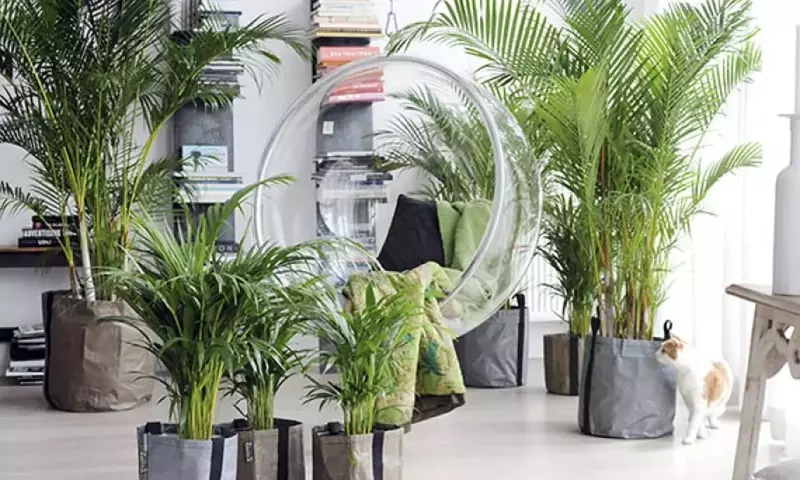 Embellezca su Hogar: Las Mejores Palmeras de Interior para un Ambiente Exuberante