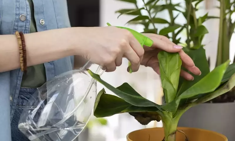 El Vinagre en el Jardín: Beneficios y Precauciones para tus Plantas