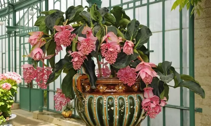 Flores Exuberantes: Embelleciendo Interiores con Plantas de Gran Floración
