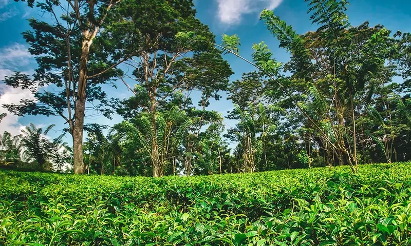 Las Plantaciones Forestales: Un Eje Esencial para la Sostenibilidad Ambiental y Económica