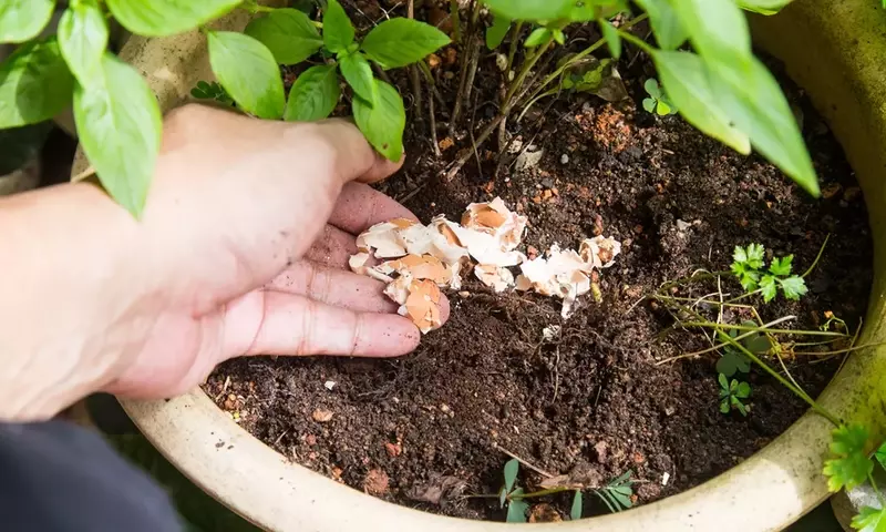 Potenciando tu Jardín: Fertilizantes Caseros con Cáscaras de Fruta