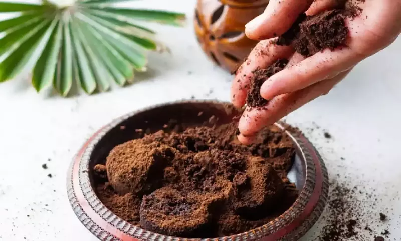 El Secreto Oculto del Café: Cómo Transformar los Posos en Elixir para tus Plantas de Interior