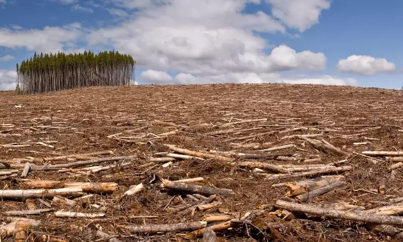 La Crisis Global de la Deforestación: Impactos y Estrategias de Conservación