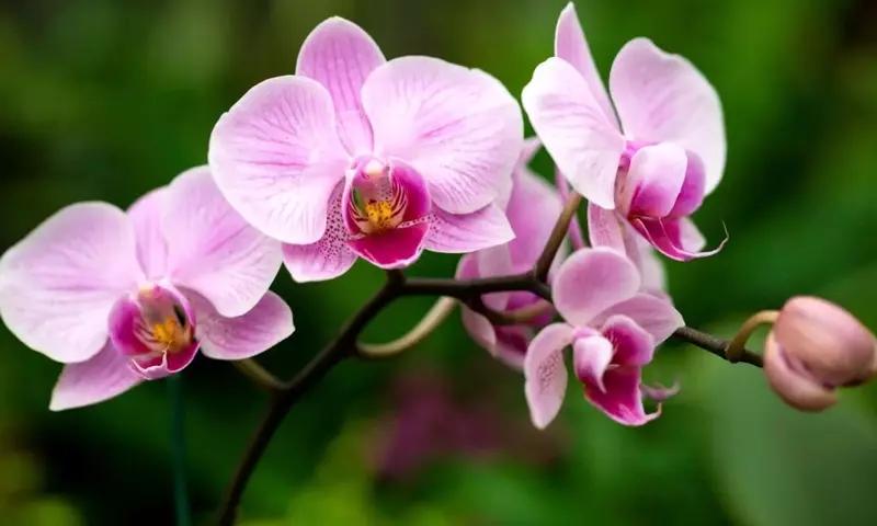 La Fascinante Orquídea Mariposa: Un Vistazo Profundo a sus Atributos y Cuidado